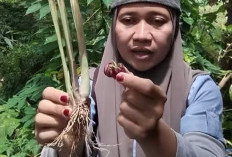Khasiat Tanaman Obat Batang Serai Campur Bawang Merah Bikin Si Anu Pria Berdiri Tegak