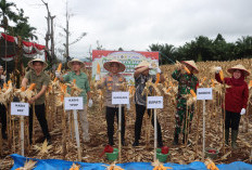 Panen Raya Jagung Serentak, Dukung Ketahanan Pangan Nasional