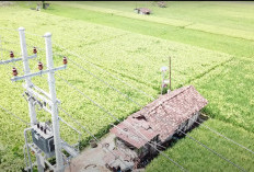 Panen Raya Sukses, Program Electrifying Agriculture PLN Tingkatkan Produktivitas Pertanian Padi di Ponorogo