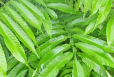 Tanaman Obat Daun Sungaki Memiliki Berbagai Khasiat Kesehatan, Salah Satunya Menurunkan Deman