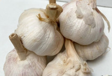 5 Manfaat Tanaman Obat Bawang Putih Mentah Baik Untuk Kesehatan