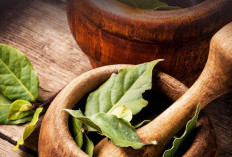 5 Manfaat Tanaman Obat Daun Salam, Bisa Atasi Sakit Perut