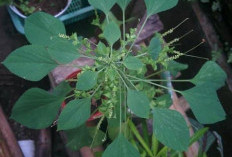 Daun Anting-anting Tanaman Obat Dapat Mengobati Berbagai Penyakit