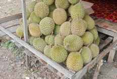 Kikim Dilanda Gagal Panen, Empat Lawang Banjir Durian