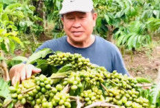 Kopi Tembus Rp 69 Ribu ; Begini Kata Susno Ke Petani 