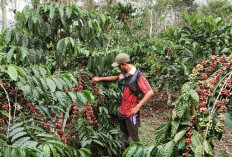 Mantap! Kopi Robusta Lahat Bersetifikat IG