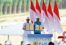 Kolaborasi PLN dan Otorita IKN Siapkan Green National Capital City di IKN Nusantara
