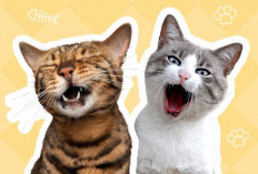 Cat Lovers Wajib Tau! Ciri-ciri Kucing Mengalami Kesakitan