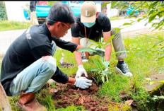 Ciptakan Lingkungan Indah dan Hijau, DLH Kembali Tanam 200 Tebebuya 