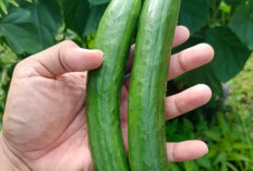Berat Badan Turun Dengan Mengkonsumsi Timun, Ini Manfaat Tanaman Obat Timun Bagi Kesehatan