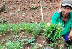 Sistem Tumpang Sari, Tanam Kopi dan Kangkung Tambah Pendapatan