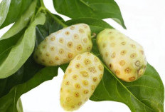 Buah Mengkudu, Kalian Boleh Coba Konsumsi Buah Ini!, Manfaatnya Ini