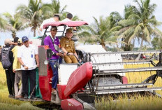 Tinjau Lahan Cetak Sawah Sekaligus Panen Raya