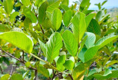Tidak Hanya Buahnya Tanaman Obat Daun Jambu Biji Menyimpan Banyak Manfaat Bagi Kesehatan