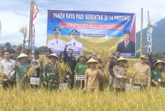 Wabup Lahat Panen Raya Padi Serentak, Pinta Kades Proaktif, Irigasi Rusak Diperbaiki Tahun Ini