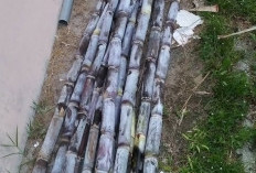 Tanaman Tebuh Hitam Dapat Meningkatkan Energi Dengan Cepat, Ini 7 Manfaat Kesehatan Tebuh Hitam