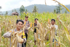 Panen Jagung di Paiker: Sinergi Polisi dan Petani Menguatkan Ketahanan Pangan