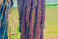 Lezatnya Buah Aren, Si Manis Yang Kaya Akan Nutrisi
