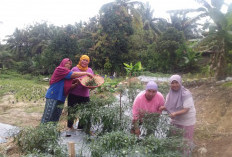 EcoGrow Mom PTBA, Wujud Nyata Pemberdayaan Perempuan Berbasis Urban Farming di Tanjung Karangan