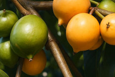 Ini Dia Manfaat Buah Kandis Si Asam Yang Banyak Miliki Khasiat, Salah Satunya Menurunkan Kolestrol