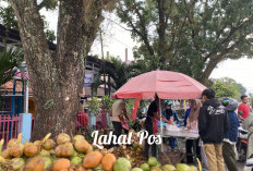 Berkah! Penjual Kelapa Muda Laris Manis di Bulan Ramadhan