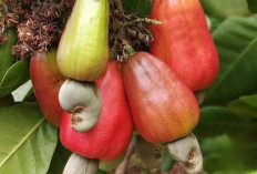 5 Manfaat Jambu Monyet Untuk Kesehatan, Nomor 1 Baik Untuk Kesehatan Jantung
