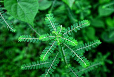 Mengenal Daun Meniran, Tanaman Obat Punya Banyak Manfaat
