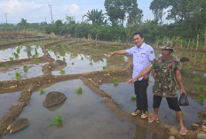 Lahat Targetkan Tanam Padi 1.048 Hektare pada Agustus 2025