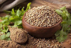 Tanaman Obat Dari Dapur ke Dosis, Menguak Keajaiban Antioksidan dalam Biji Ketumbar
