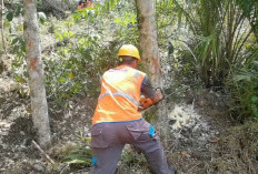 ULP Lembayung Tumbangkan 87 Pohon Penyebab Gangguan Penyulang Aries