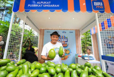 Berkat Program Pemberdayaan BRI Klasterku Hidupku, Petani Ini Berhasil Kembangkan Budidaya Alpukat