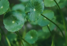 Intip Tanaman Obat Pegagan! Rahasia Alam untuk Daya Ingat, Fungsi Kognitif Optimal, dan Neuroproteksi