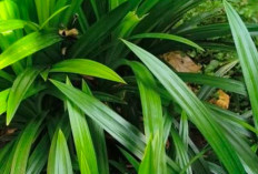 Ternyata Ini Manfaat Tanaman Obat Daun Pandan: Herbal Alami yang Jarang Diketahui!