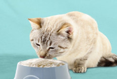 ﻿5 Rekomendasi Makanan Kucing Berkualitas Dan Harga Murah