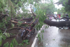 BPBD Lahat Imbau Waspada Pohon Tumbang Selama Musim Hujan