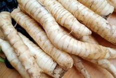 Masukan Daftar Menu Diet Rendah Kalori, Yuk Coba Olah Ganyong Tanaman Obat Tradisional 