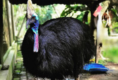 Ini Dia Burung Kasuari Paling Berbahaya di Dunia