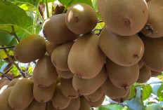 Ini Manfaat Buah Kiwi Untuk Kesehatan, Salah Satunya Baik Untuk Ibu Hamil