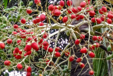 Dibalik Manfaat Tanaman Obat, Ternyata Buah Pinang Punya Efek Samping, Tidak Dianjurkan Bagi Ibu Hamil