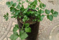 Ini Dia Daun Sop Si Kecil Yang Kaya Manfaat, Salah Satunya Menjaga Kesehatan Ginjal