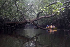 Mengungkap Lima Hutan Angker di Sumatera,  Kalau Sumsel Adakah ?