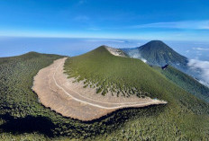 Terletak di Taman Nasional Gunung Gede, Alun - Alun Suryakencana Miliki Keindahan Alam Menakjubkan