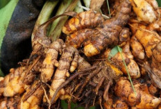 Ini Dia Manfaat Tanaman Obat  Kunyit untuk Kesehatan dan Kecantikan