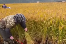 Enam Keunggulan Padi Vietnam, Nomor 1 Kualitas Tinggi