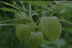 Ceplukan Buah Kecil dengan Segudang Khasiat, Ini Dia Beberapa Manfaat Kesehatan Tanaman Obat Ceplukan