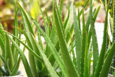Obat Alami Bikin Rambut Lurus, Nomor 4 dari Lidah Buaya