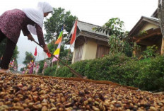 Harga Melambung, Petani Kopi di Pagar Alam Dipinta Waspada Ini