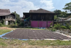 Menjelang Lebaran 2026, Harga Kopi di Empat Lawang Turun, Petani Berharap Kembali Meningkat