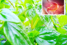 9 Khasiat Tanaman Obat Sirih Cina, Bagi Alami Gejala Magh Wajib Coba 