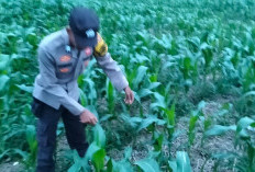 Bhabinkamtibmas Geramat Tinjau Tanaman Jagung Desa Binaan